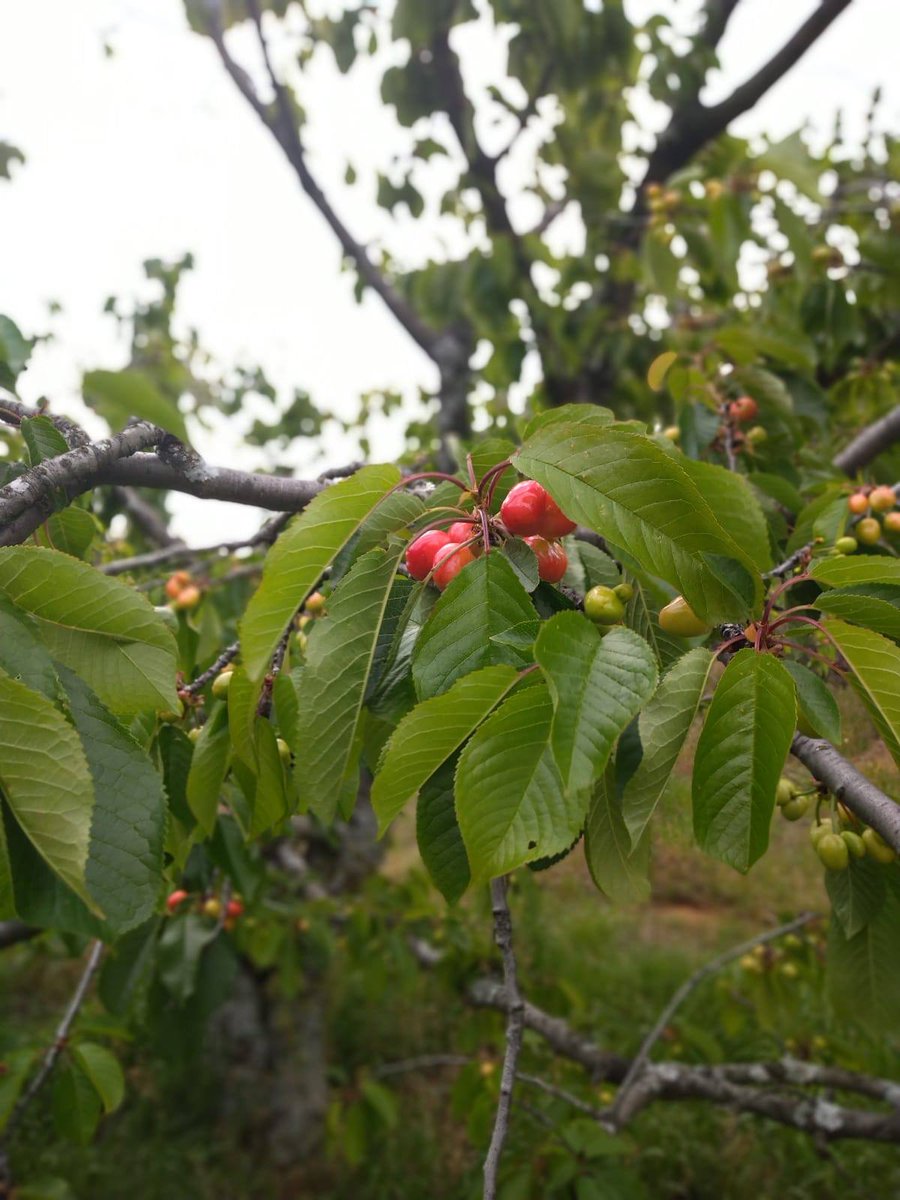 VerExtremadura's tweet photo. #ValleDelJerte con sus frutos y sus flores #FelizLunesdePascua #Extremadura 🍒🍒🍒🍒 https://t.co/OzcGTV1Xyw