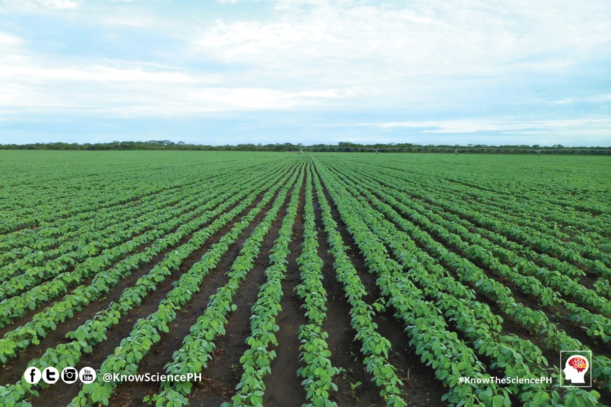 CropLifePK's tweet image. How do #biotechcrops help the environment? Biotech crops reduce CO2 emissions. Fewer pesticide applications &amp;amp; reduced farm operations saved CO2 emissions by 27.1B kgs in 2016, equivalent to taking 16.7M cars off the road for 1 year.  #EarthDay #EarthDay2019