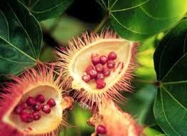 arbolespe's tweet photo. El #ONOTILLO (Bixa Bixaceae) es un árbol hermafrodita , es tintórea color vino tinto, familiar del onoto o achiote, de flores zigomorfas ) en forma de yugo) flores con cinco sépalos , son dicotiledóneas de interés , no esta en #parquedeleste https://t.co/JsT35Fjep1