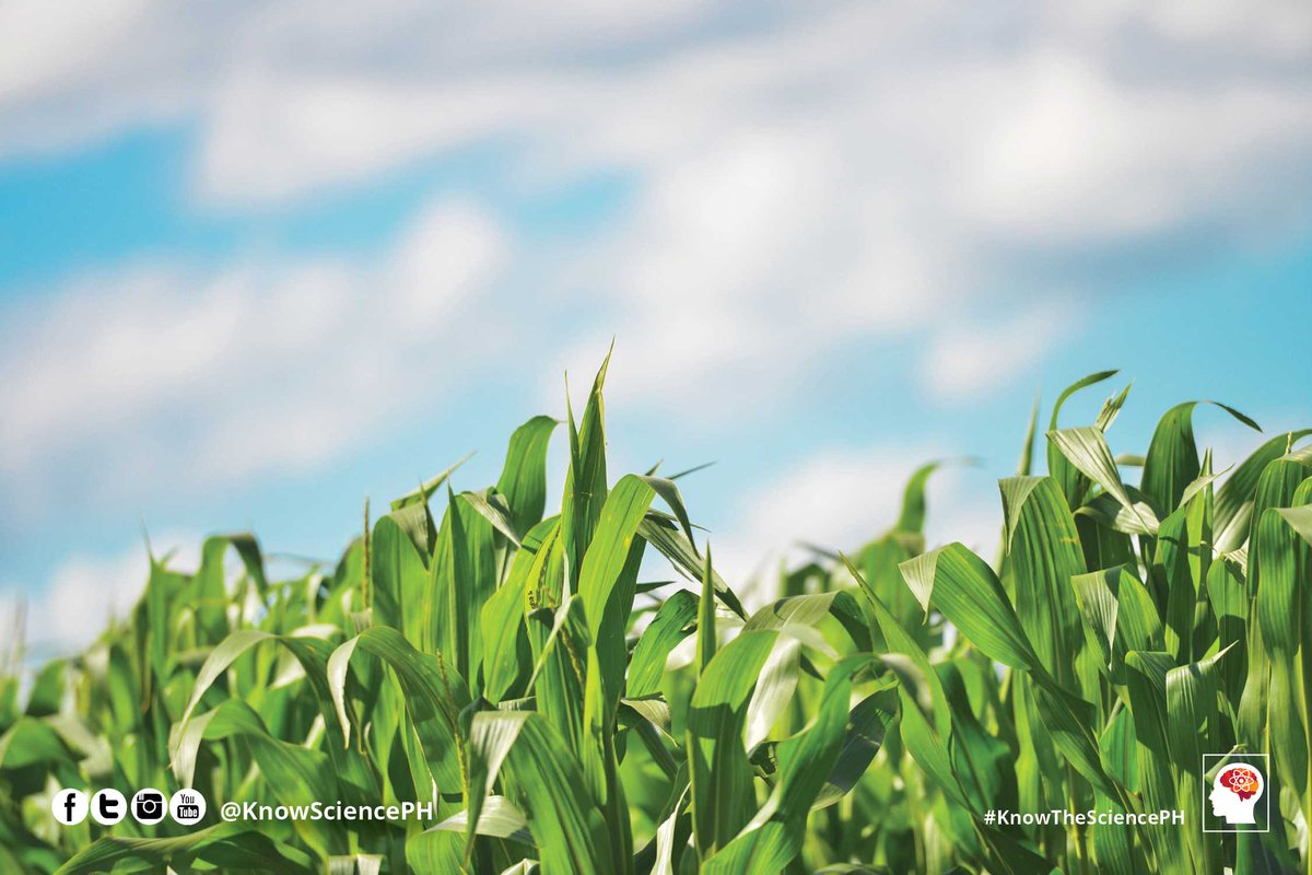 pabic_lhr's tweet image. How do #biotechcrops help the environment? Biotech crops reduce excessive pesticide use. They help farmers spray fewer pesticides and use safer herbicides. #EarthDay #EarthDay2019