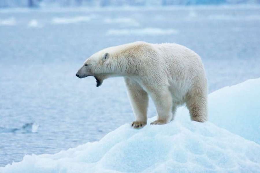 classicsailing's tweet image. Secrets of Svalbard- Discover the secrets of Svalbard with Antigua during Polar Bear season this May. The sun will shine for 24 hours a day as spring turns to summer. Be quick! There aren't many places left! ow.ly/GYqE50riu8j