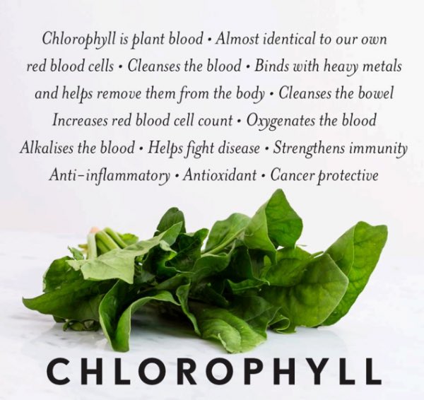 TheJiru's tweet photo. We maintain the Chlorophyll in our Jiru during the heat and blanching process. Chlorophyll has an abundance of beneficial properties. Most cooking methods of green vegetables at home largely removes chlorophyll.#chlorophyll #healthygreens #organicsupplements #probioticsupplements https://t.co/4FPXMraCNC