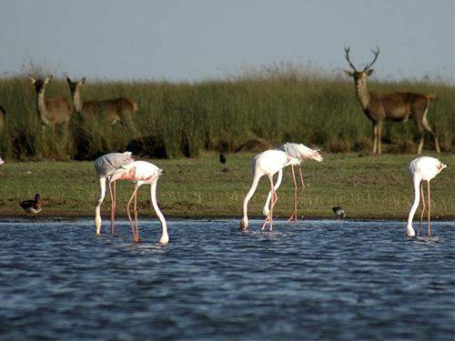 Precioamigo's tweet photo. No es necesario marcharse a África para disfrutar de la naturaleza 🐹 🐴 🦌 ¡Así de espectacular es #Doñana! Descubre todos sus encantos con nuestra visita por solo 19.99€ 😍->https://t.co/CjWuOU4vJI https://t.co/G1XY4F6bUr