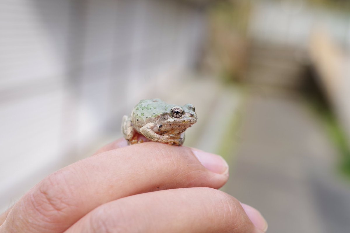 日高トモキチ 慣らし運転中 Twitterren カエルに乗じてアピール なぜ生物には雌と雄があるのか その生殖器 と性行動が遂げた驚くべき進化の秘密を垣間見る大人の学習まんが ダーウィンの覗き穴 マンガ版 発売中です T Co E22htpc1lb 日高トモキチ 慣らし運転中 Twitterren カエルに乗じてアピール なぜ生物には雌と雄があるのか その生殖器 と性行動が遂げた驚くべき進化の秘密を垣間見る大人の学習まんが ダーウィンの覗き穴 マンガ版 発売中です T Co E22htpc1lb
