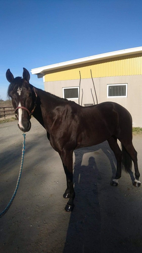 StallBergh's tweet photo. Ikväll säljs Eclair du Mont (e. Ready Cash) på ASVT:s internetauktion. Auktionen börjar kl 18.
https://t.co/XKWHRqX2Nx https://t.co/lEPtCcLBY1
