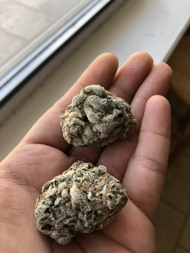 cloud1621's tweet photo. Oh an one more for my #stonerFam @MizzRawri22 @Hippie_of_Love @Pokemama91 that Sundae Driver!!! 🔥🔥🔥 natural light no flash. #LoudpacksOnly #CookiesFam #CookiesOrBetter #fuego #420friendly #SundaeDriver https://t.co/Yg914q0DCt