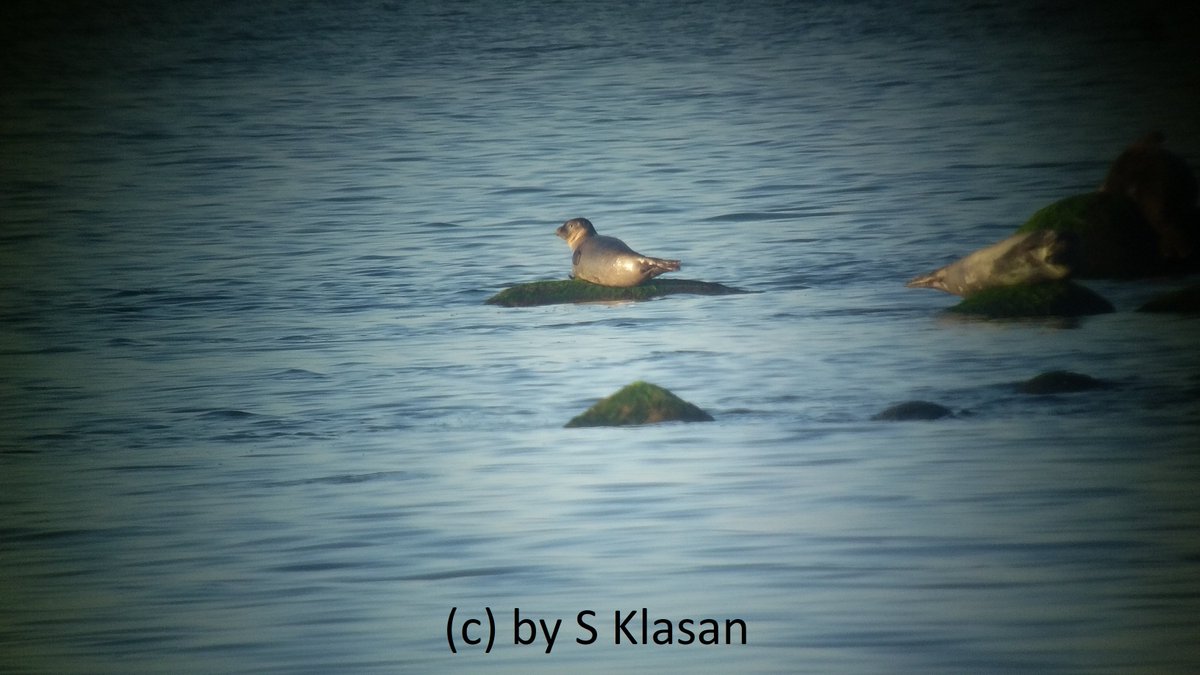 BiGOie_J's tweet photo. Seltene Robbenart an der #GreifswalderOie: am 21. April konnte eine Ostsee-Ringelrobbe Pusa hispida botnica an der Insel beobachtet werden. @VereinJordsand #birdobservatory #Ringelrobbe #botnica #Ostsee @OzeaneumPress @BfN_de 
mehr https://t.co/eGMKFYZ6L6 https://t.co/P8Mb0AUujO