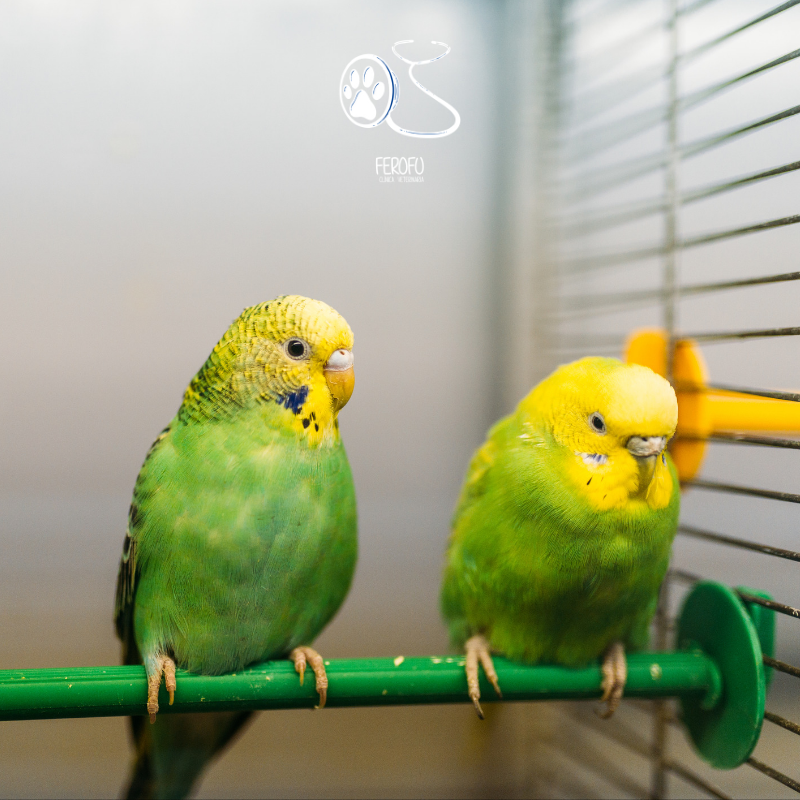 cvferofu's tweet photo. ¿Sabías que los loros son de los animales más fieles? 🦜
Una vez que la hembra y el macho forjan un vínculo y procrean, permanecen juntos de por vida 🥰
https://t.co/knUVfSddAb

#loro #pajaro #sabiasque #curiosidad #dato #dormir #perrito #mascota #monada #precioso #veterinaria https://t.co/QIODN3ZPIz