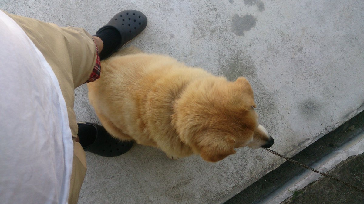 一智和智バーサスアース続編更新中 仰向けになり胸にコッペパン2本載せる雑種犬 一智和智バーサスアース続編更新中 仰向けになり胸にコッペパン2本載せる雑種犬