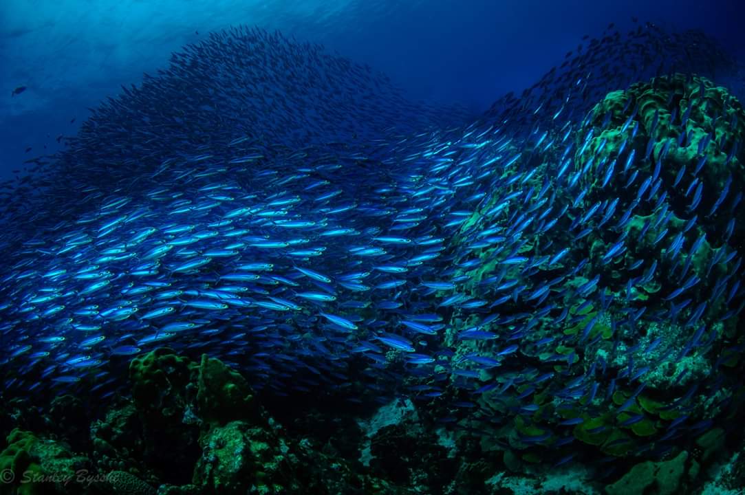 scubacuracao's tweet photo. BEYOND BLUE: EXPLORING THE ISLAND OF #Curacao 💙🇨🇼️
Dive Right into the @DiveTraining Magazine article ➡️
🔗https://t.co/PotEfwePOa @CuracaoTravel #scubadiving  #diving #TravelTuesday #bluecuracao https://t.co/usJIOjAPUw