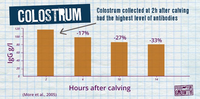 FeedForGrowth's tweet photo. Remember the 3 Qs of colostrum management:
1. Quantity โ 3 litres or 10% bodyweight
2. Quality โ contains at least 50g/L of IgG
3. Quickly โ within 2 hours of birth
#Farm365 #TeamDairy #GrowBetterCows #Calving18 https://t.co/ErKDFINLbV