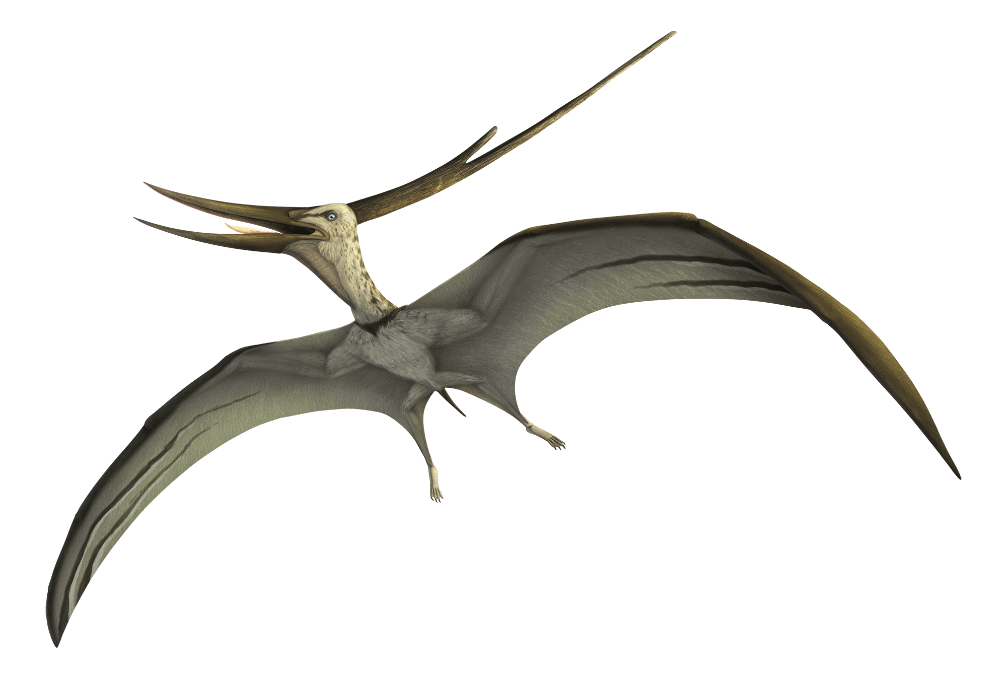 Pterosaurs PNG Images Transparent Free Download