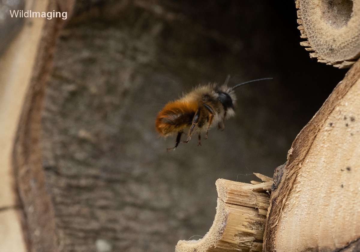 Our insect hotel is getting some guests now.  I know next to nothing about solitary bees and would appreciate some hep with these please. #bees #InsectHotel