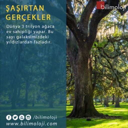 #bilim #bilimsel #bilimoloji #biliminsanı #bilimselgerçekler #bilimadamı #ilginç #haber #doğru #yanlış #biyoloji #fizik #kimya #matematik #psikoloji #farklı #canlı #şaşırtangerçekler #insan #bilgi #tıp #bilimdünyası #bilimveteknik #bilimveteknoloji #sağlık #agac