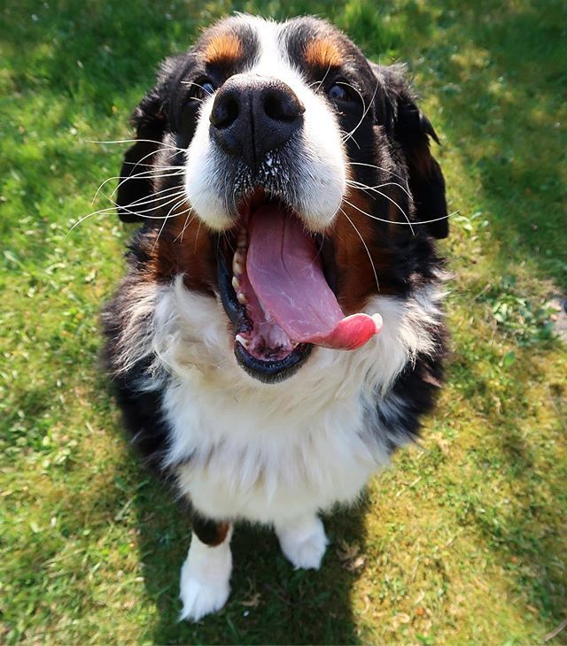 narabernese's tweet photo. Honoring late Enzo @emptydata with a HUGE #tot for today! π
ππ€ͺπ
.
.
#happytot #tongueout #tonguesout #tonguesouttuesday #totuesdayfeatures #totuesday #emptydata #bernersennenhund #bernesemountaindoglovers #bmd #bernerlovers #bernese #berneselove #bern⦠https://t.co/7pyA5jjr7D https://t.co/2YNp3GMiow