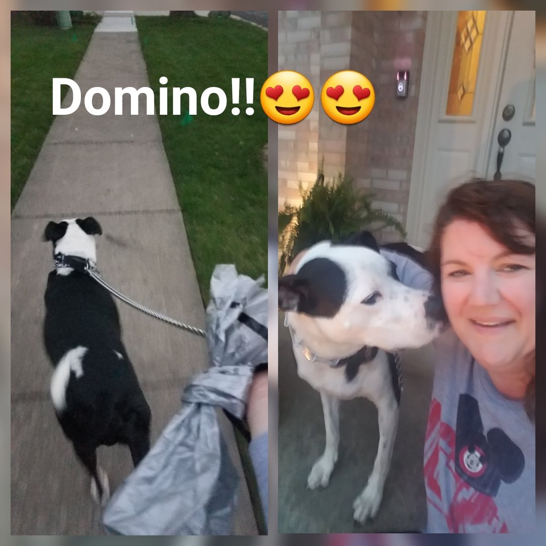 lduboisCSD17's tweet photo. My 5 am workout partners are dropping like flies...but not this guy! Domino saved the day! #C25K #notgettingeasier https://t.co/eYOPSqtvys