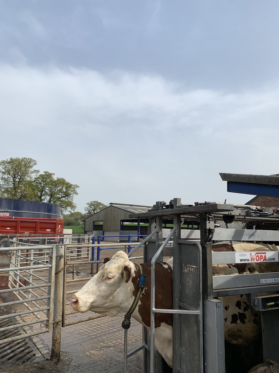 JfLivestock's tweet image. Trimming some fantastic #procross cows @bovi_gen @VikingGenetics @danhalliday5
