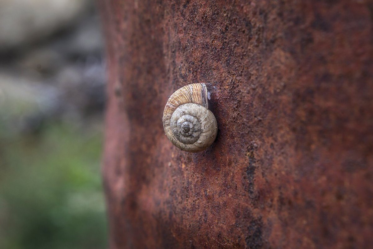 lostresca's tweet photo. ¡Gracias por acompañarnos esta #SemanaSanta! 😊 Hoy y mañana cerramos para volver con más energía🔋💪... ¡Nos vemos el jueves en nuestro horario habitual! 🐌🐌🐌 #CerradoMartesYMiércoles #RelaxModoOn #Ávila https://t.co/Gc6On0S4AY