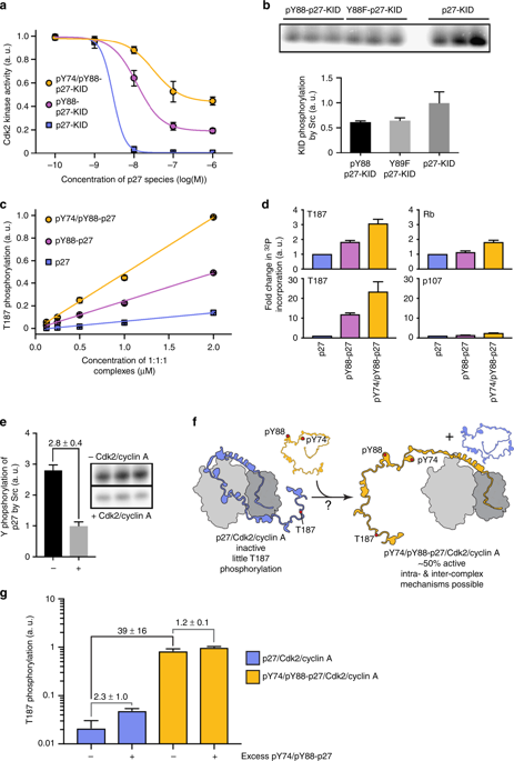 NatureComms's tweet photo. The Kriwacki, Seidel and Tompa labs show that Cdk2/cyclin A-bound p27 samples lowly-populated conformations that dynamically anticipate the sequential steps of the cell cycle signaling cascade.

@VUBrussel @HHU_de @stjuderesearch

https://t.co/6syWr0mCnL https://t.co/XQxgCvZvy0