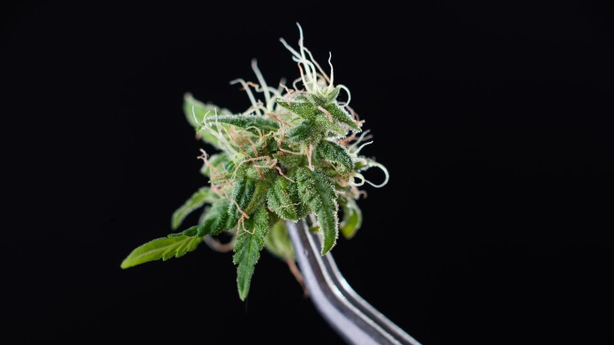 DrJaneOfficial's tweet photo. #NewBlogAlert: Following legalization of #cannabis flower, Florida legislators are looking to cap the #THC content of #medicalcannabis. Heather Fields, RN discusses the news and its possible implications on the #DoctorJaneblog: https://t.co/K7keh5la6L #mmjnews #doctorjane #DRJ https://t.co/r3st7KFQiu