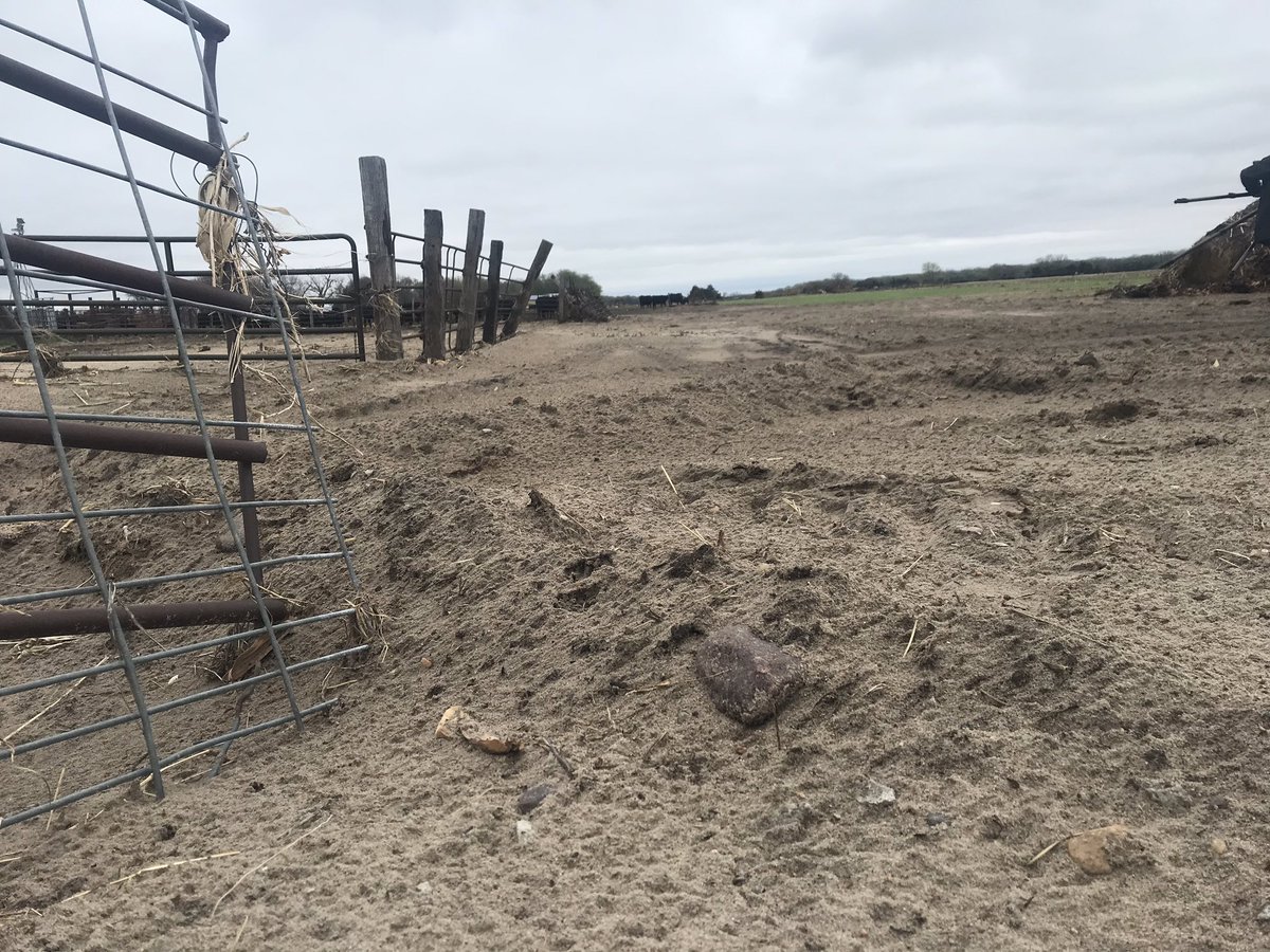 BetsyJibben's tweet photo. North Bend, NE - Visiting Producer a quarter of a mile from the Platte River post flood. Ground is a combination of mud and sand. He’s growing cover crop for forage too. Saying rebuilding fence may be largest challenge yet. https://t.co/G7JIzKw5El