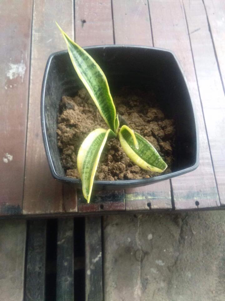 abgjambangg's tweet photo. Pokok Ular nie rupanya membersih udara secara semulajadi. Elok letak kat dalam bilik.. 

Insha Allah tidur anda akan jadi lebih baik.

Sumber : Mohd Hafidz Abu Mansor https://t.co/dxUw42ijKe
