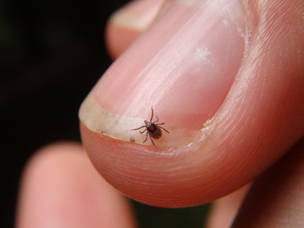 AspirusHealth's tweet image. This #tick season is expected to be worse than in years past. 

Dr. Larry Gordon sat down with @Holly_WSAW on @FoxWausau's #DeepBench to talk about prevention and the diseases tick's carry. #TickSeason  

bit.ly/2DqOwju