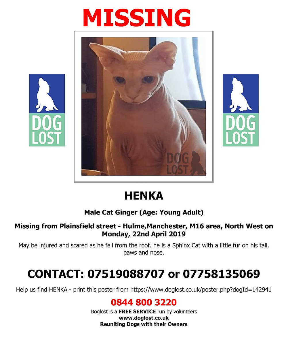 CatsMissing's tweet photo. 🆘#FindHenka Neutered Male #LostCat 22/4/19 Plainsfield St area #Hulme #Manchester M16
⚠May be injured & scared as he fell from roof⚠#NeedsFindingFast
Ginger Sphinx (a little fur on tail paws & nose)
#MissingCatsUK
@DoglostUK▶https://t.co/CSVnCex8pv
FB▶https://t.co/PYdCIdouZk https://t.co/BCDOepT5Q8
