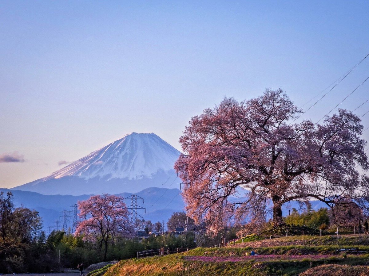 JaponEamigos's tweet photo. Precioso #sakura junto al Monte #Fuji.

Si te gusta la fotografía nuestros viajes están pensados para sacar el máximo partido a todo lo que Japón ofrece, descúbrelos: https://t.co/9HKUeA646u

📸 Kazuhira Ito
🌏 https://t.co/4zzF3qdTb6 https://t.co/VIVR0chjOT