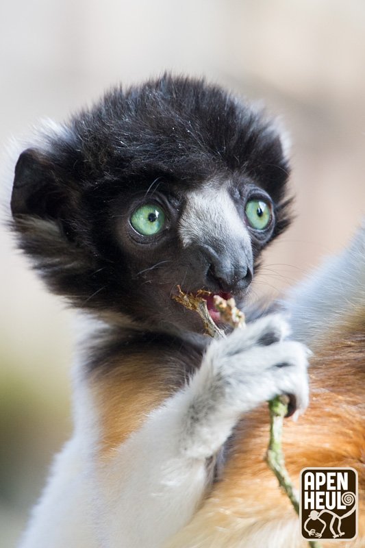 RT Apenheul: Is hij niet prachtig, kroonsifaka Alafady? Het gaat heel goed met het jonge mannetje. Dierverzorgers hoeven hem steeds minder bij te voeden. Hij is dag en nacht bij zijn familie en voor bezoekers ook gewoon te zien!