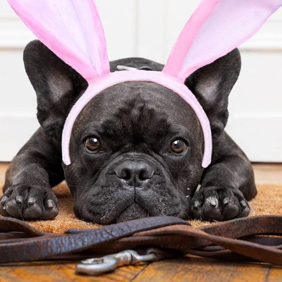 JoJosWorldStore's tweet photo. I want Easter to come back😐🐾
_______
#easter #dog #dogs #easteregg #dogstagram #instadog #puppy #doglover #easterbunny #dogoftheday #family #dogslife #love #ilovemydog #easterweekend #cute #eastern #pet #eastermonday #eastercomeback #easterover #eastergone #JoJosWorld https://t.co/rXCHSEzdde