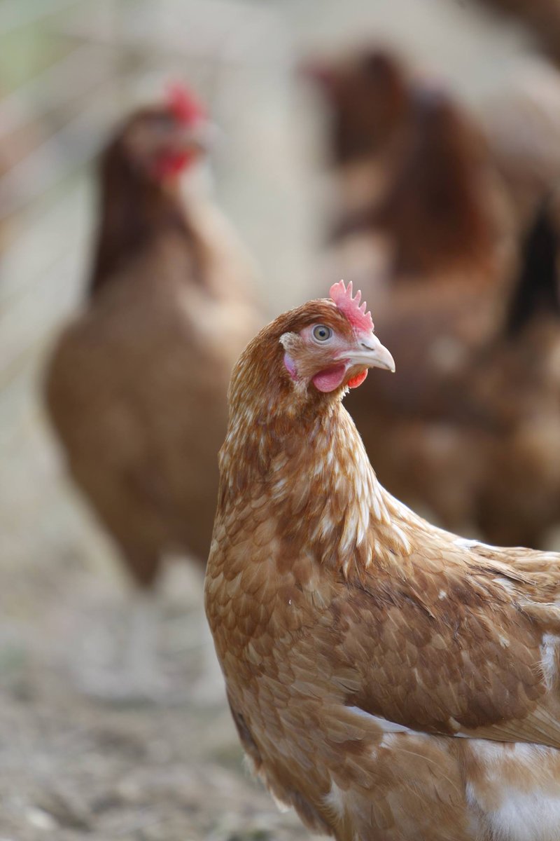 WHFandP's tweet photo. Chicken Fact Alert! ๐
Did you know, Chickens see a broader range of colours than humans ๐๐๐ฅ๐ฅ #chickenfarming #chickenfeed #henfeed https://t.co/5Yw63NF2v9