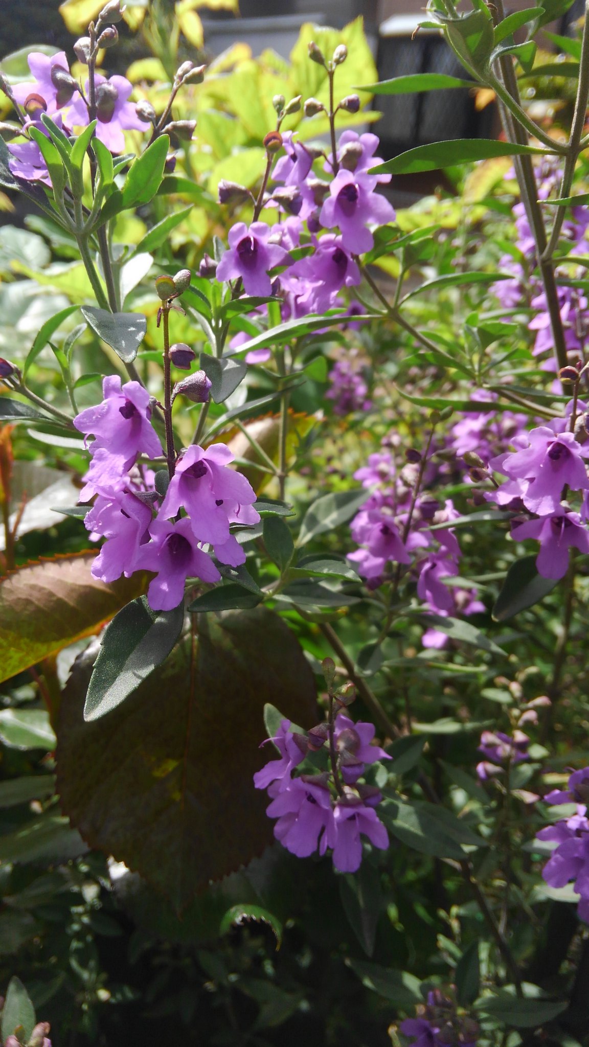 ミント 庭の花 ミントベルが咲き始めた 枝からもミント系の香りがする低木 ベル型の花は散ると根元が紫の絨毯になります ミントベル ガーデニング T Co Oswpwjplur Twitter