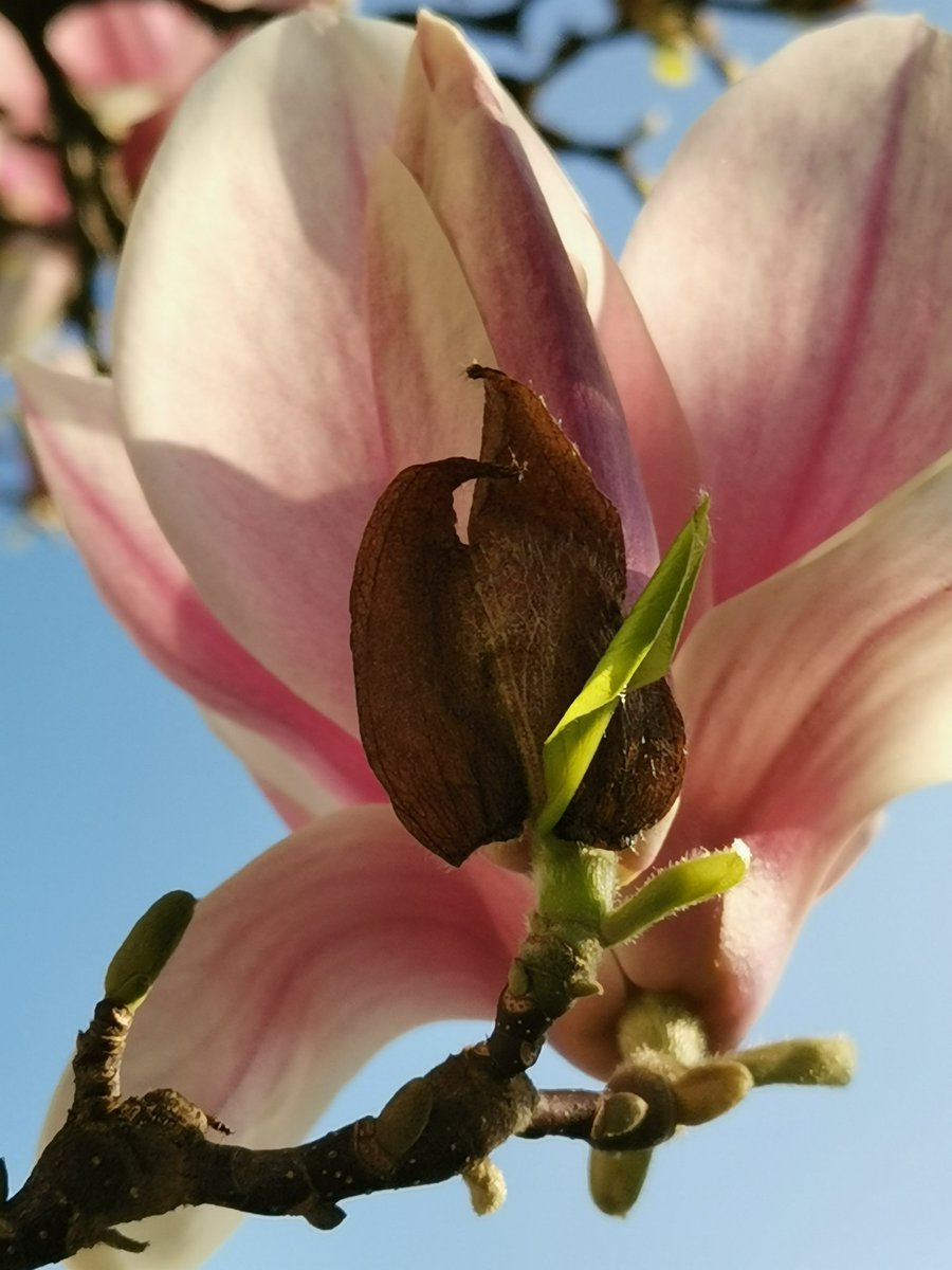 AxeoftheNorth's tweet photo. "Every flower is a soul blossoming in nature."
Such a beautiful day...
Best regards from the Meadows, Edinburgh
xxx
Sickboy
#VisitScotland, #VisitBritain, #welcomescotland, #ScottishField, #hiddenscotlands, #Scotland, #ScotlandIsNow, #Scottish, #EdinburghSpotlight https://t.co/k7HTYczla0