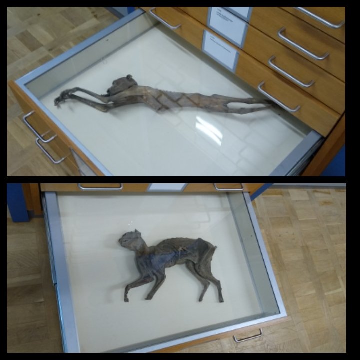 netzwege's tweet photo. Es gibt sie doch: Das mumifizierte Äffchen und Kätzchen aus dem #Bleikeller in #Bremen. Ich meinte, diese als Kind dort gesehen zu haben.
@marinaahne hat sie wiedergefunden: Im @ueberseemuseum im Depot: Ganz oben, ganz hinten, ganz unten in zwei Schubladen! https://t.co/ZdsN3jqMML