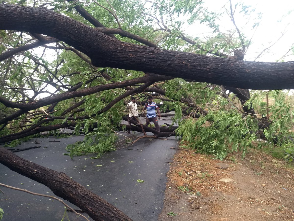 rrgoud007's tweet photo. @KTRTRS Yellandu to Khammam road నందు గాలి వర్షానికి రోడ్డు మీద పడ్డ చెట్లు 20 చెట్లు పడిపోయానాయి మిషన్ భగీరథ పన్నులో భాగంగా చెట్ల వేర్లు మొత్తం తవ్వడం తో చిన్న గాలికి చెట్లు పడటం అదృష్ట శాత్తూ ఎవరికి ప్రాణాపాయం జరగలేదు   @KTR Sir please look this matter for future..... https://t.co/PixgGdpVXg