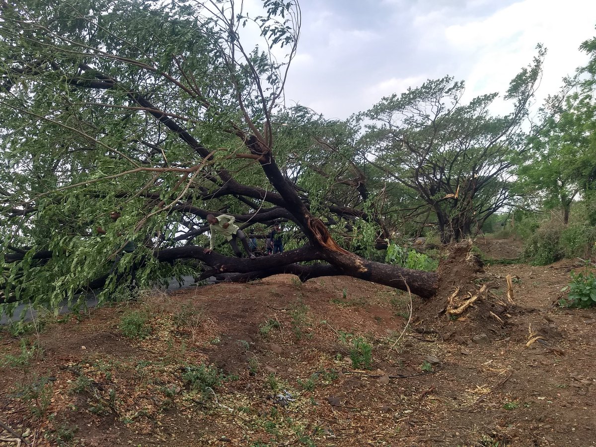 rrgoud007's tweet photo. @KTRTRS Yellandu to Khammam road నందు గాలి వర్షానికి రోడ్డు మీద పడ్డ చెట్లు 20 చెట్లు పడిపోయానాయి మిషన్ భగీరథ పన్నులో భాగంగా చెట్ల వేర్లు మొత్తం తవ్వడం తో చిన్న గాలికి చెట్లు పడటం అదృష్ట శాత్తూ ఎవరికి ప్రాణాపాయం జరగలేదు   @KTR Sir please look this matter for future..... https://t.co/PixgGdpVXg