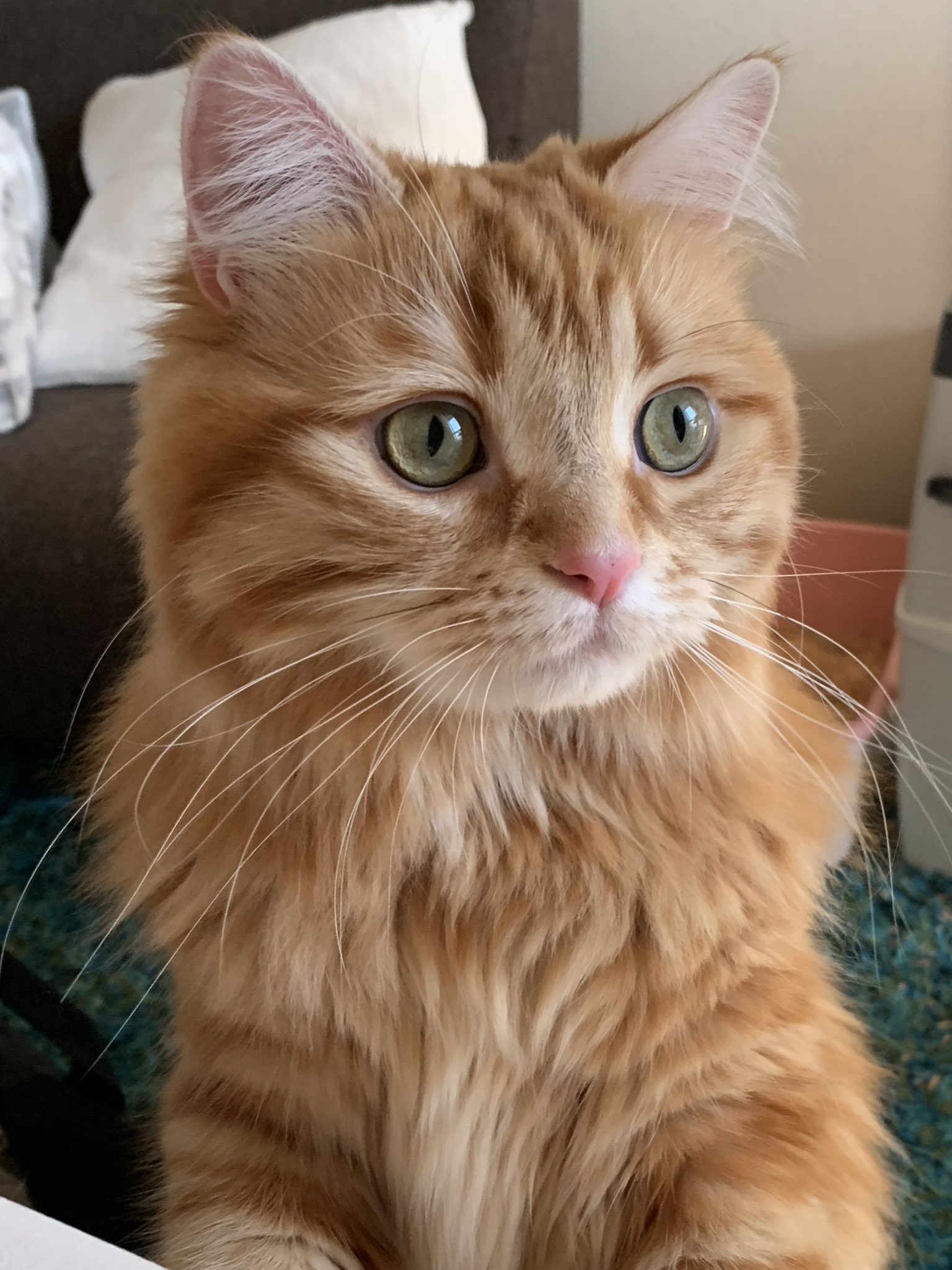 ちくわ ねこ休み展 ちくわの目って昼間に見ると不思議なグリーンでめっちゃ綺麗なんです おまけに 二重 T Co Qhkmrm6jqz Twitter