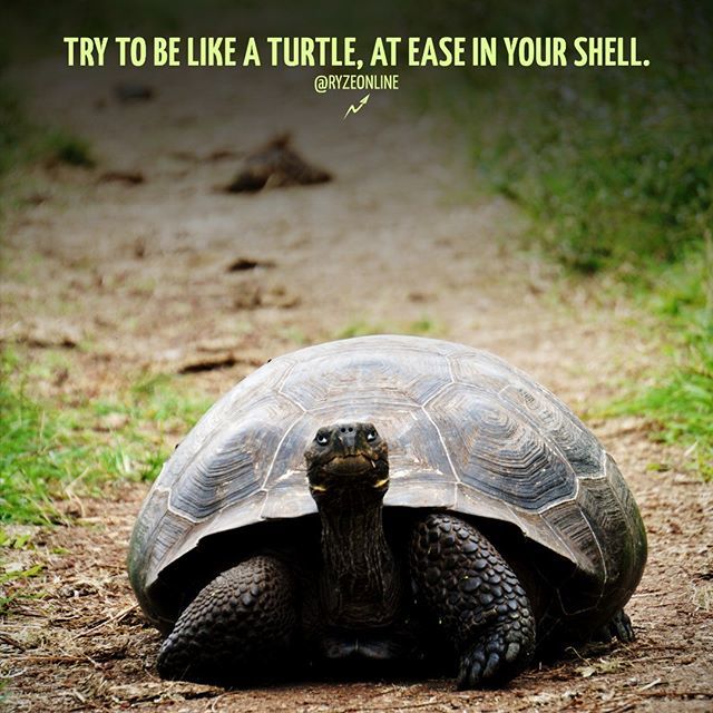 ryzeonline's tweet photo. Being at ease allows for best performance.
⠀⠀
💓 Tag someone who gets it.
⠀⠀
📷:Cedric Fox
⠀⠀
#atease #ease #hustlewithease #easemymind #easemybody #mybody #mybodymychoice #turtleturtle #turtlelover #turtlepower #turtlelife #turtlelovers #buildyour… https://t.co/ad8VDIL0od https://t.co/FR4UxqzXBS