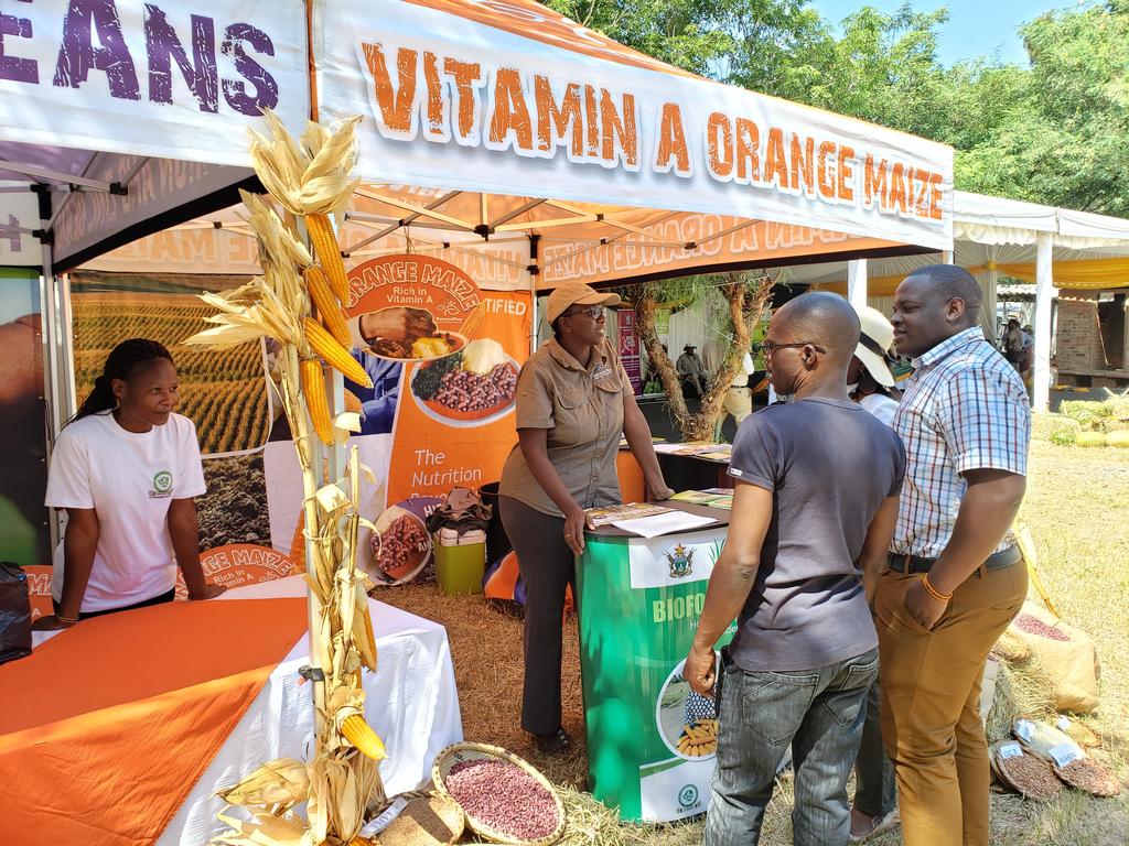<a href="/HarvestPlus/">HarvestPlus</a> promoting production &amp; consumption of biofortified crops at the #ZITF2019 under the DR&amp;SS banner.Vitamin A orange maize and iron beans will help fight micronutrient deficiency in the Zim.<a href="/LFSPZim/">LFSPZim</a> <a href="/ChariMutimaamba/">Charles Mutimaamba</a>  @DelilahTee <a href="/UKinZimbabwe/">UKinZimbabwe 🇬🇧 🇿🇼</a> <a href="/DonMavindidze/">Donald Mavindidze</a> <a href="/NsingoS/">Sakile Kudita</a>