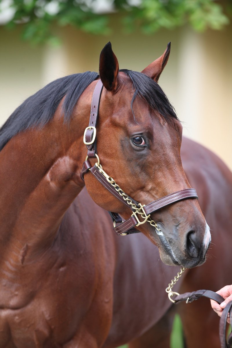 #Siyouni's NICE TO SEE YOU is back to winning ways in the LR Prix du Vase d'Argent at Toulouse. 

Well done to all involved !

#AgaKhanStallions #SuccessBreedsSuccess #stakeswinner