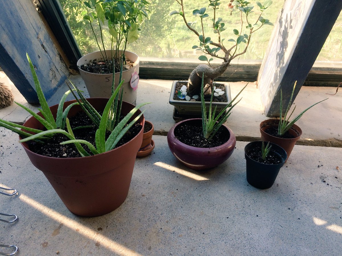 Stonerpair's tweet photo. i finally transplanted some baby aloe from the big mama plant. now i gotta find a pot big enough to put her in 😅😅 https://t.co/0Uk0r0VkHW