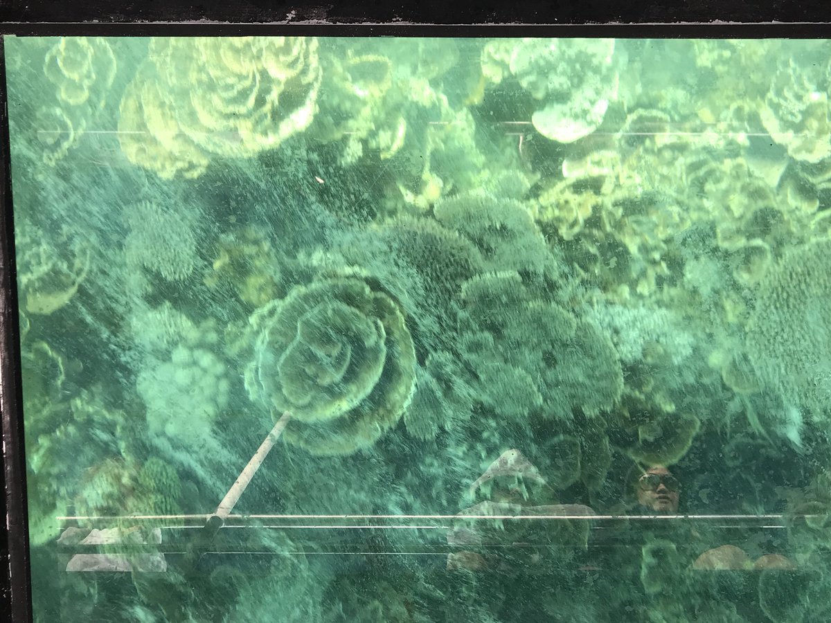 MrsSaelens's tweet photo. Exploring the Ningaloo reef that is over 15000 years old in Coral Bay. The coral here is visible just a few feet away from the waters edge. #coralbay #coralbayecotour #ningaloo https://t.co/aH3IvzGBqf