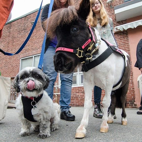 Don't get SADDLED with stress! Come relax and take the edge off by petting therapy dogs and mini horses at McMicken Commons today between 11am-1pm!