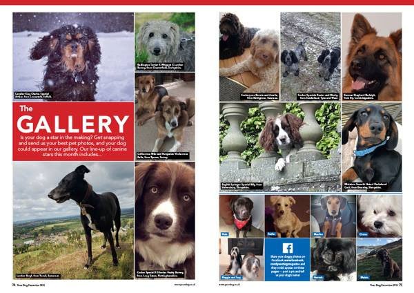 Your Dog Magazine tweet media