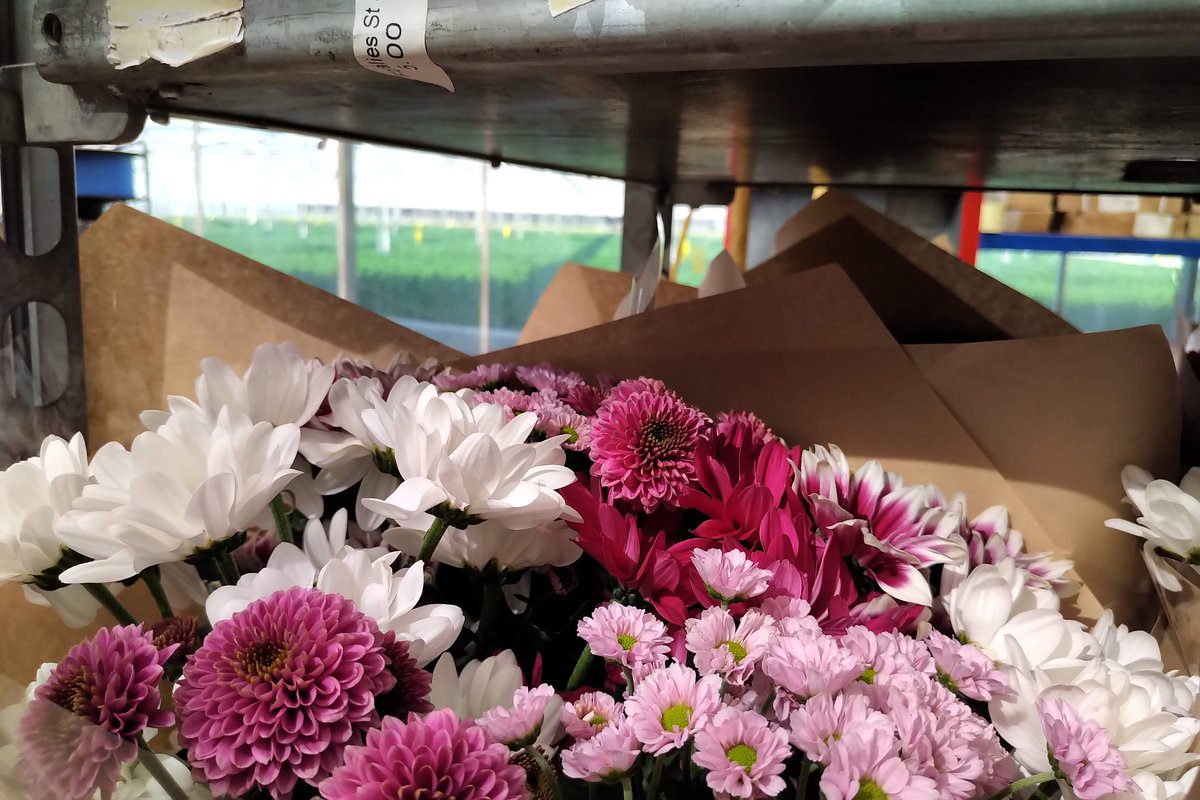 Kiepflower's tweet photo. Chrysanthemums fresh out of the greenhouse, into the mix and onto the delivery car. We are loving this cool mix now that it's warming up outside.

#chrysanthemums #naturally #coolcolors #warmweather #greenhouse #chrysanten https://t.co/8lY5nTYnui