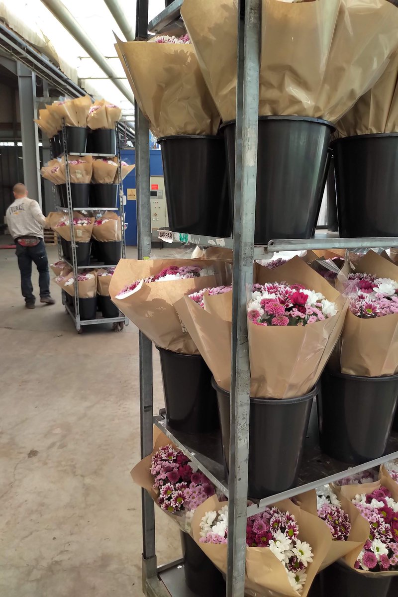 Kiepflower's tweet photo. Chrysanthemums fresh out of the greenhouse, into the mix and onto the delivery car. We are loving this cool mix now that it's warming up outside.

#chrysanthemums #naturally #coolcolors #warmweather #greenhouse #chrysanten https://t.co/8lY5nTYnui