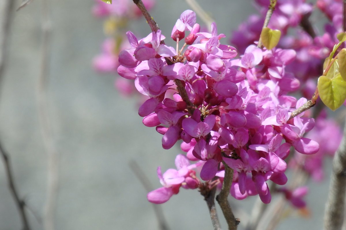 Etiqueta いちばんたいせつなもの Al Twitter