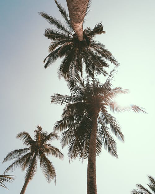 oils4superpower's tweet photo. 🌴 Tropical Island Breeze EO Blend 🌴

In your diffuser add:

3 drops lavender
2 drops bergamot
2 drops lemon
1 drop sandalwood https://t.co/OxwO0Imusk