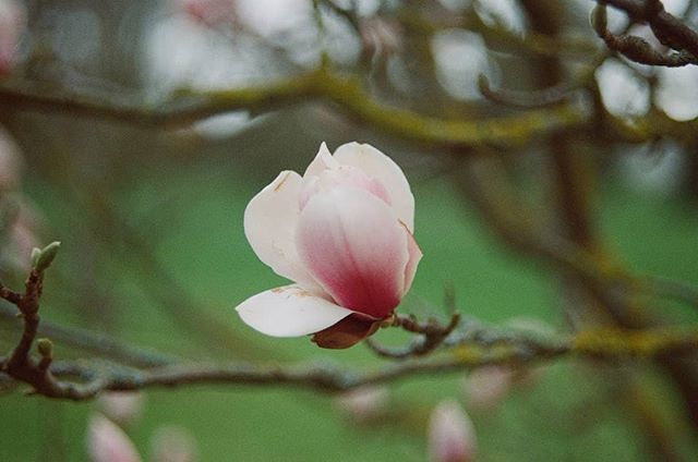 Tired of magnolias yet? 😜
-
#lomo800 #lomocolornegative800 #filmisnotdead #analogfeatures #grainisgood #analoguepeople #35mmfilm #shootfilm #keepfilmalive #believeinfilm #analoguemood #analoguevibes #myfloraldays #underthefloralspell #floral_shots #f… bit.ly/2DqbOGb